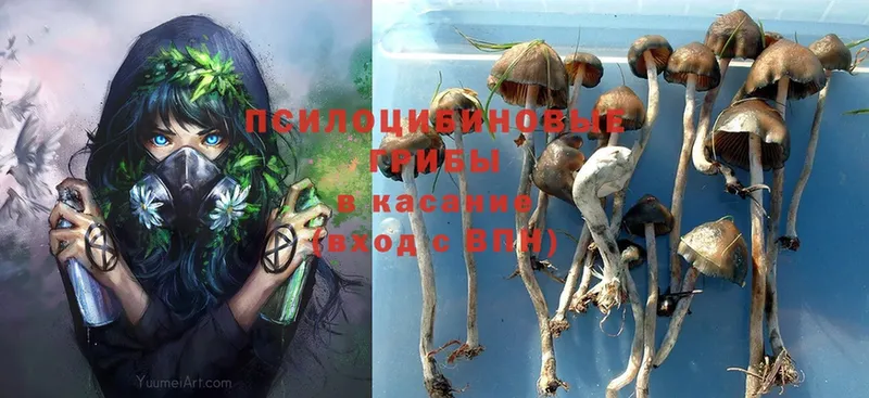 Псилоцибиновые грибы Psilocybine cubensis  купить   Билибино 